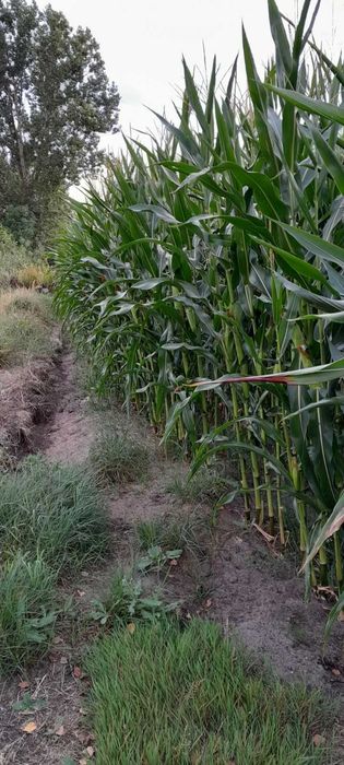 Sprzedam kukurydzę na pniu