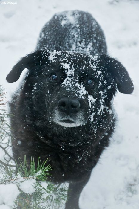 Bratek w 2019 roku  został złapany na polu