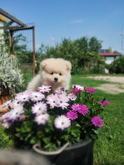 Szpic miniaturowy pomeranian
