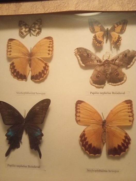 Бабочки в рамке коллекция