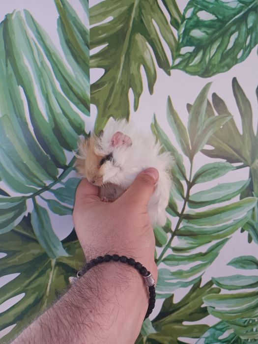 Морськая свинка розетка,свинка морська,морські свинки кліточки до них