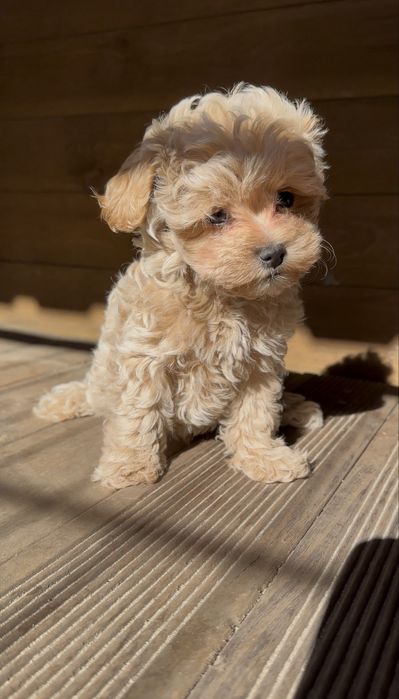 Maltipoo suczka
