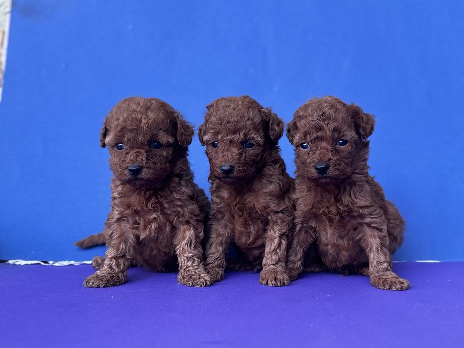 Той пуделя.  1 дівчинки 2 хлопчик