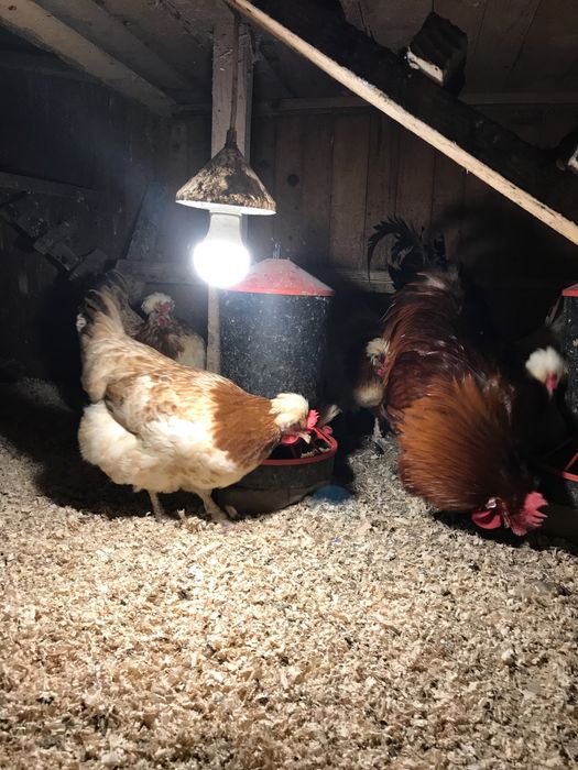 Jaja lęgowe kur Sulmtaller pszeniczny