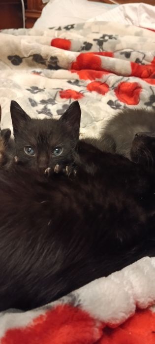 Кошеня в добрі руки
