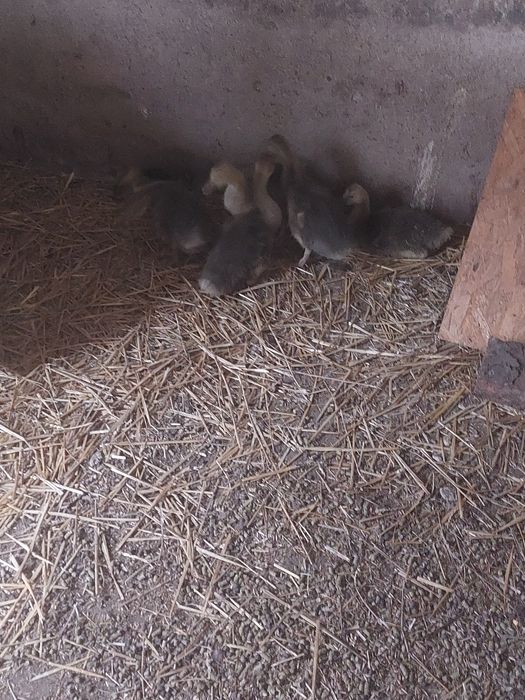 Gęsi niektóre z czubkiem na głowie