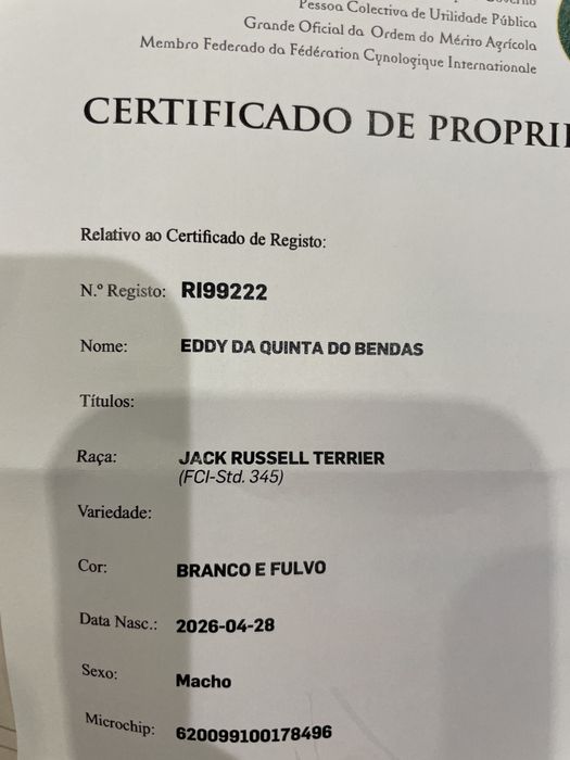 Jack russel terrier cerdoso