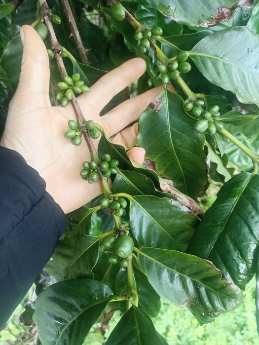 Planta de café / Cafezeiro / Cafeeiro / Café arábica