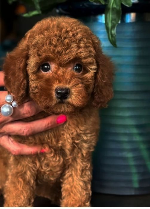 Той пудель . хлопчик