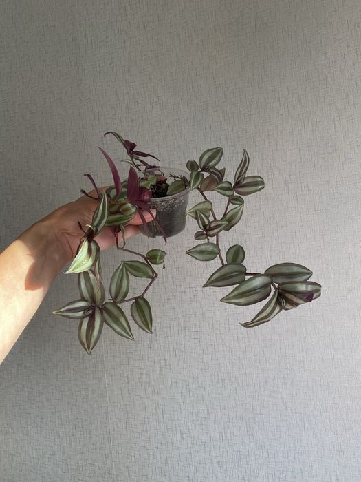 Продам традесканцию