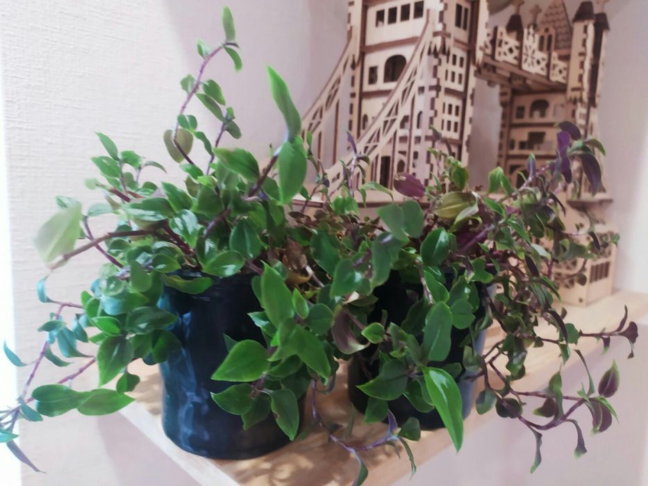 Традесканция комнатная