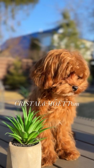 Мальчик КАВАПУ (мальтипу) Родители Китай, супермини,7 месяцев