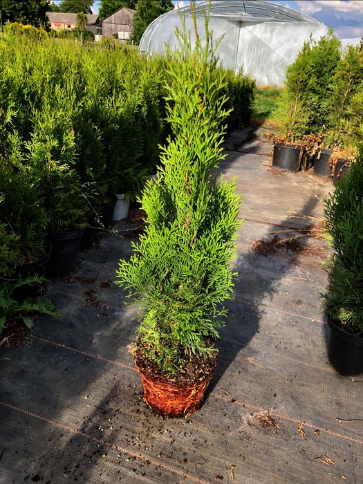 Tuja Szmaragd  Brabant 50-80cm