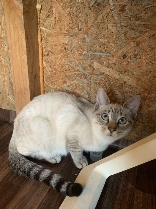 Dá se gata com 6 meses