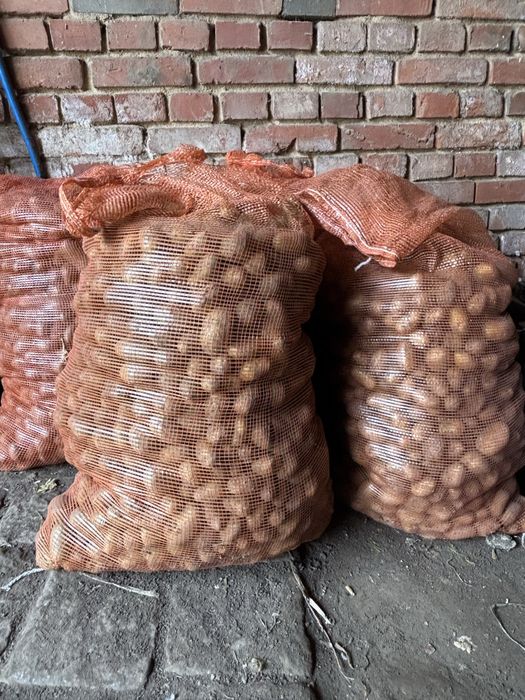 Ziemnaki odpadowe paszowe dla zwierząt