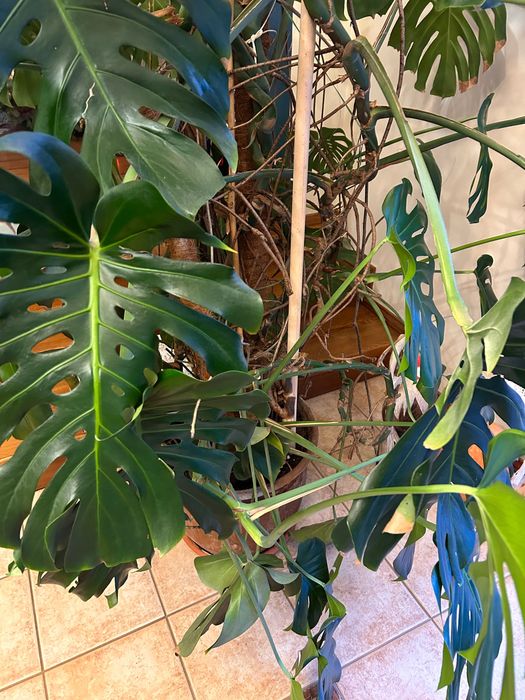 Monstera 2,6m długości