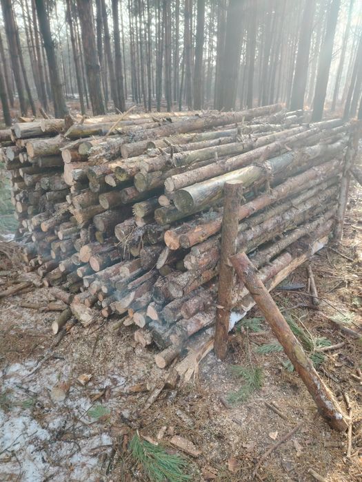 Drewno gałęziówka