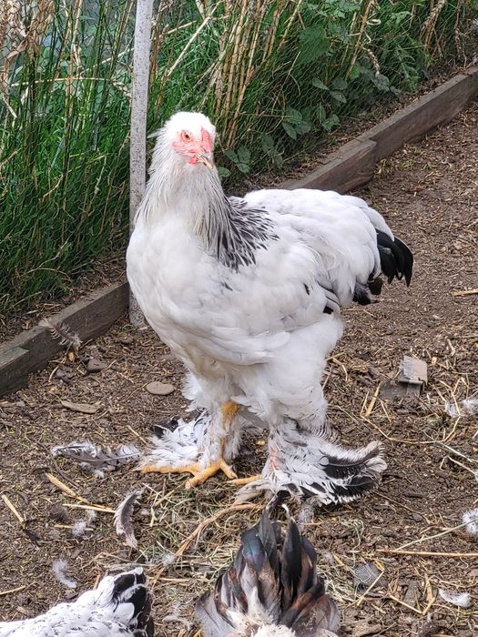 Pisklęta brahma olbrzymia gronostajowa.Araukana bezogoniasta. Jaja lęgowe.