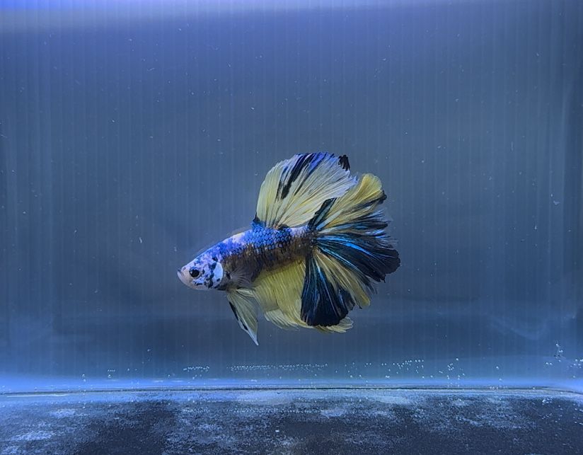 Macho Betta Yellow Koi Rosetail
