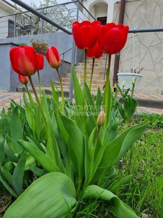 Продам будинок Мерефа (Високий, Бабаї)142м2 земля 20соток єВідновлення