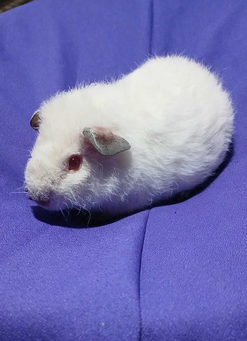 Морська свинка, Тедді.