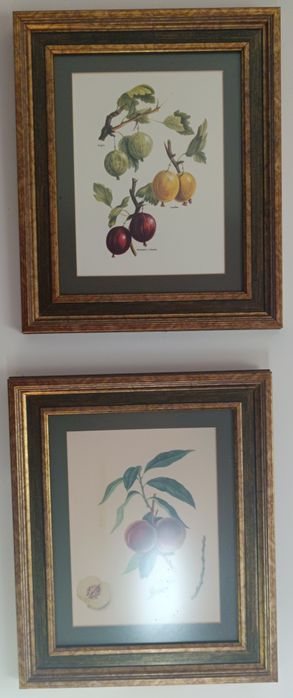 Conjunto de quadros com gravuras de frutos