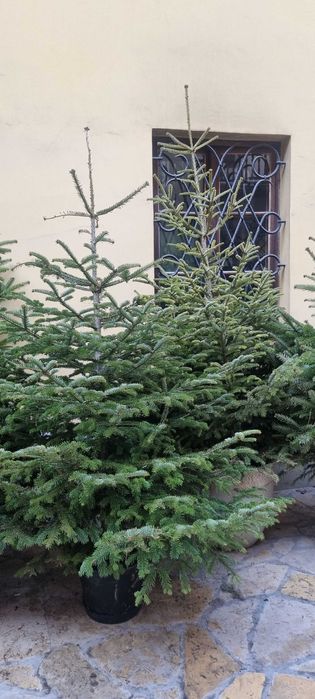 Choinki do ogrodu ,wysokie . Jodła kaukaska.