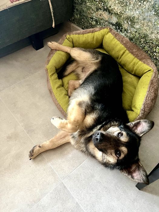 Максік - чудовий хлопчик (1 рік, кастрований, повністю вакцинований)