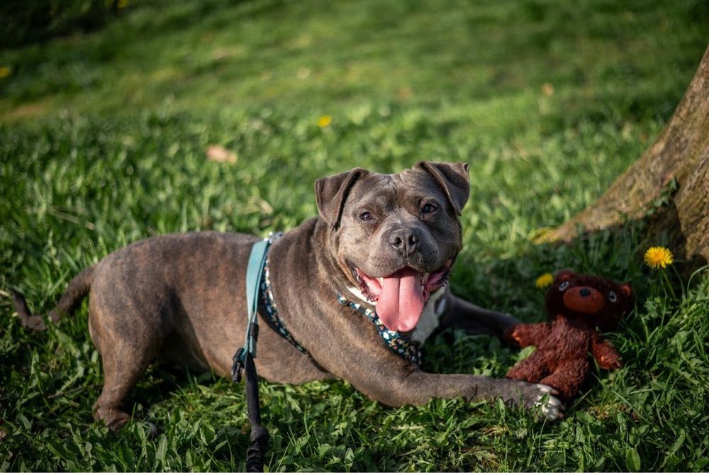 Śliniak w typie american bully szuka domu
