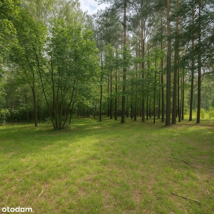 Działka  z własnym lasem w Nadarzynie idealna pod dom blisko Warszawy