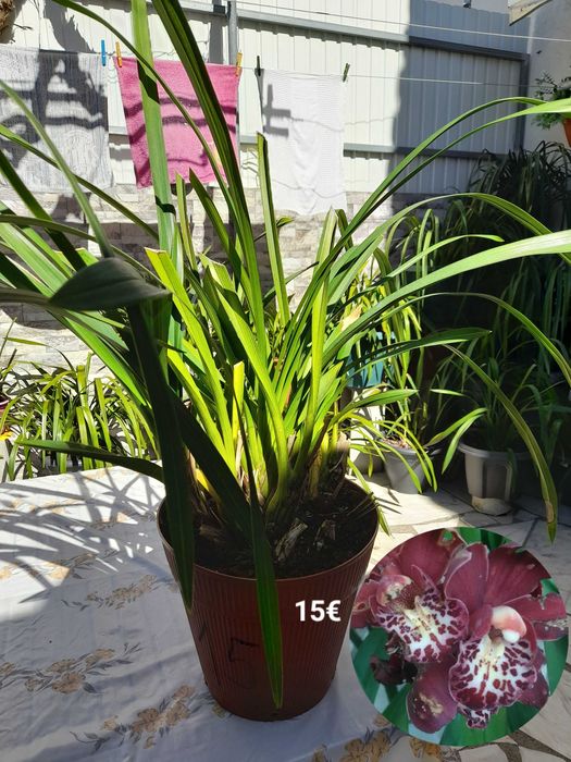 Orquídeas Lindas de várias cores