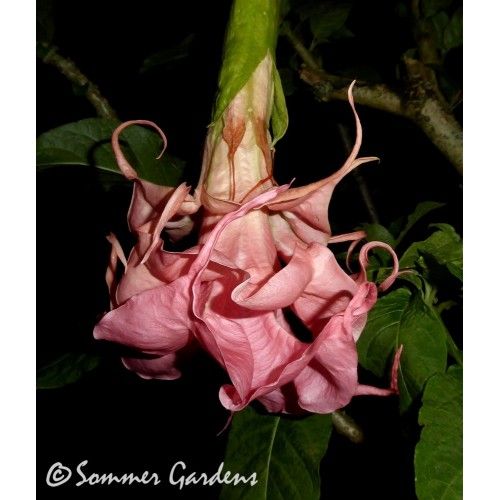 Бругмансия DALEN'S PINK AMOUR, с тройной юбкой