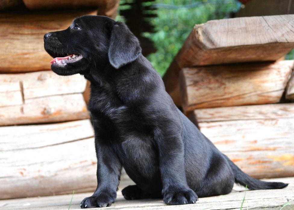Śliczny szczeniak Labrador Retriever FCI