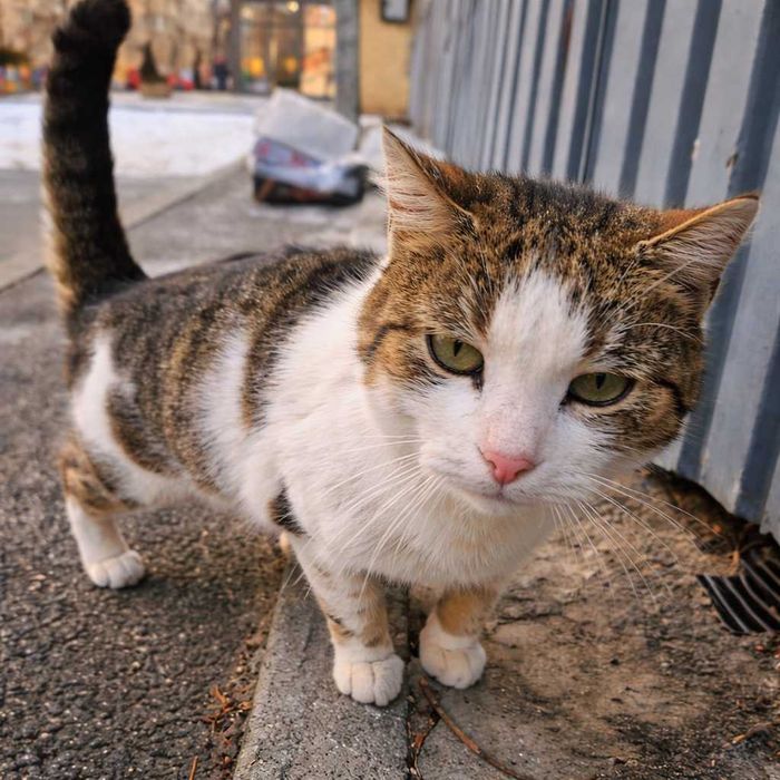 На вулиці гине маленька домашня кішечка!