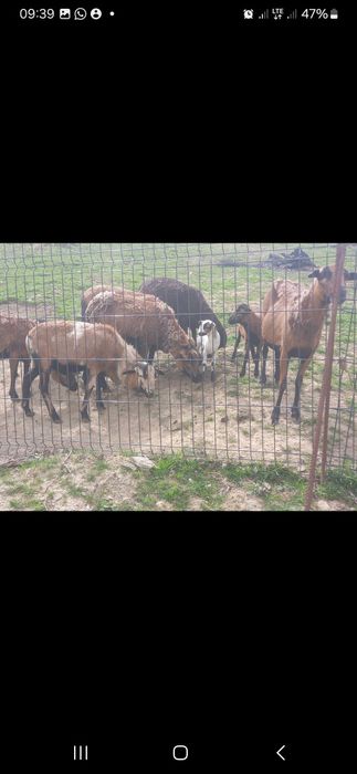 Owca kameruńska na sprzedaż