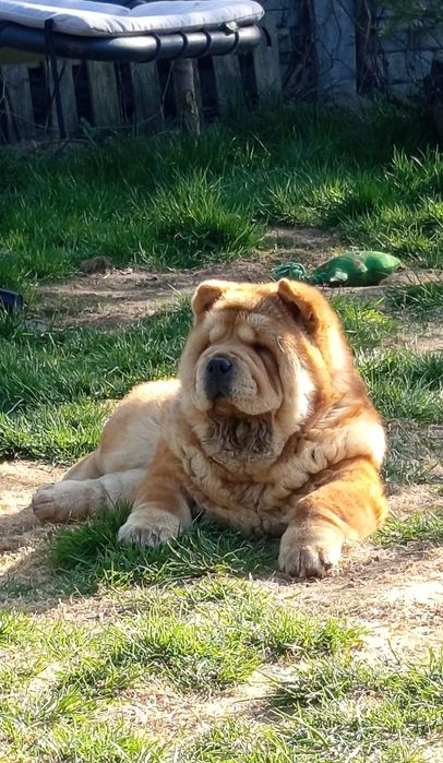 Chow chow szczeniak hodowla Fci