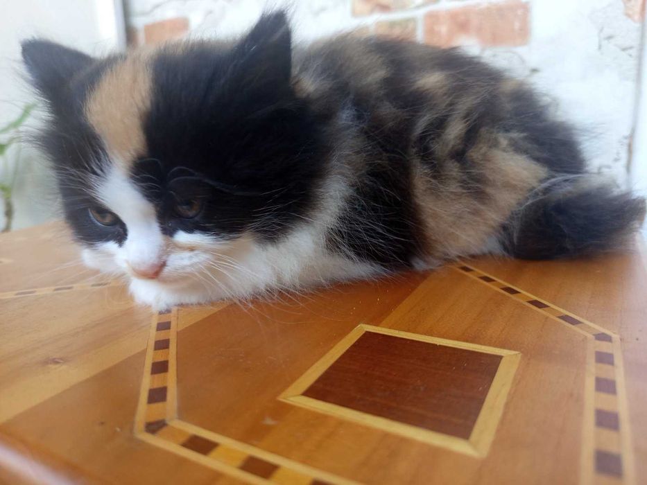 Котики сибірської породи.