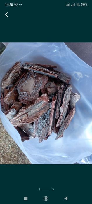 Кора Соснова Крупна