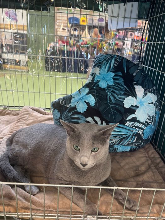 Kot rosyjski niebieski niebieskie