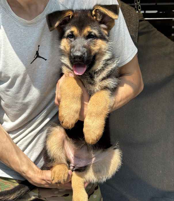 Німецька вівчарка дівчинка