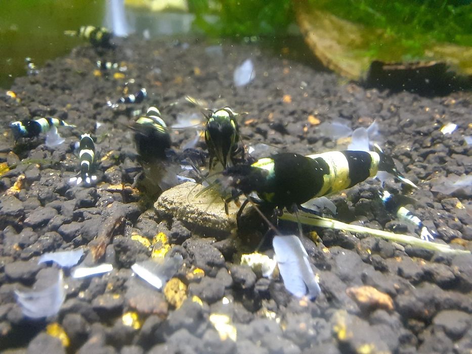 krewetki akwariowe Cardina taiwan  panda black