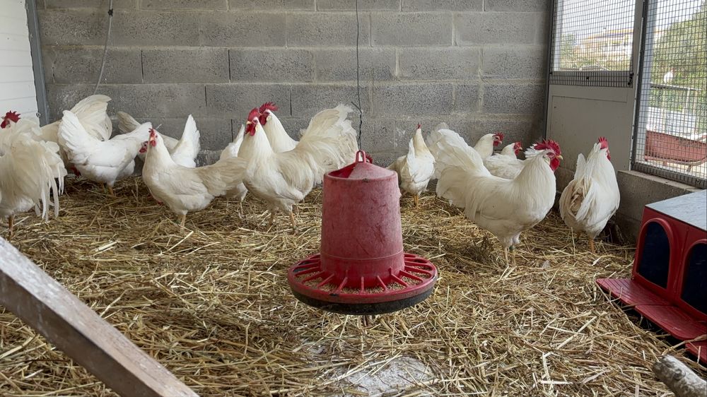 Casais/trios da raça Leghorn Americana