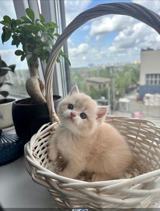 Золотая британская шиншилла кот котята котик хлопчик кіт ліловий