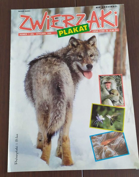 Wilki – m.in. pocztówki dla miłośników tych zwierząt