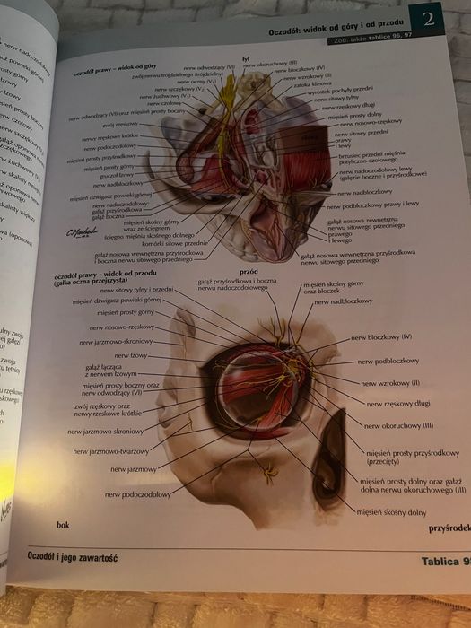Atlas Anatomii Człowieka Netter