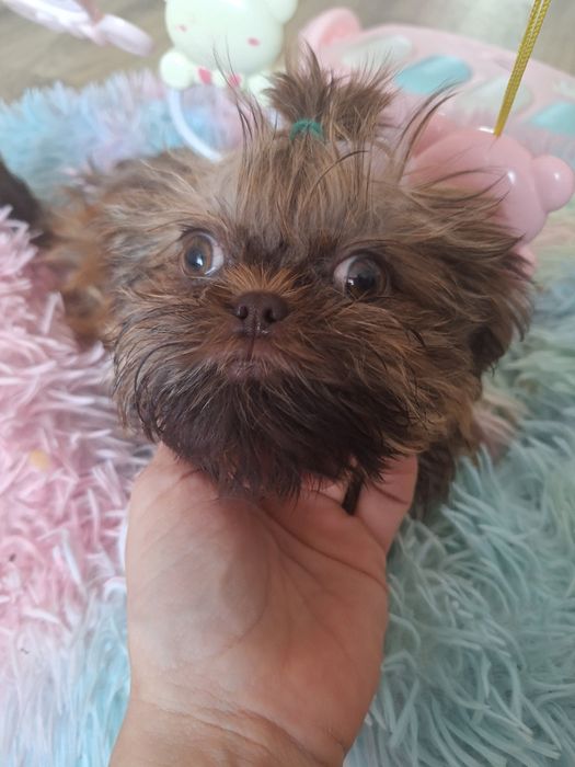 Gaga mini sunia shih tzu / domowa hodowla