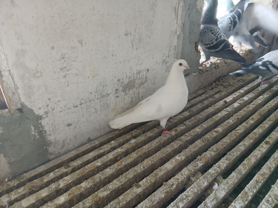 Oddam białego  gołębia