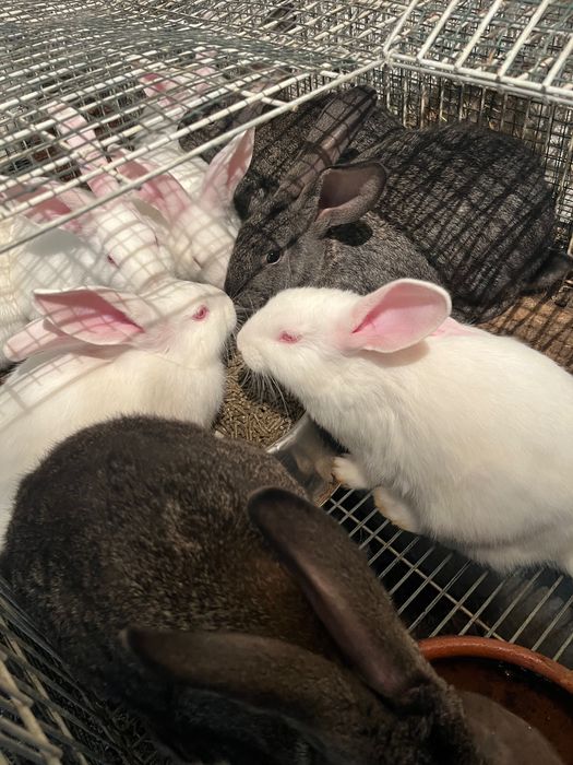 Coelhos para criação ou consumo