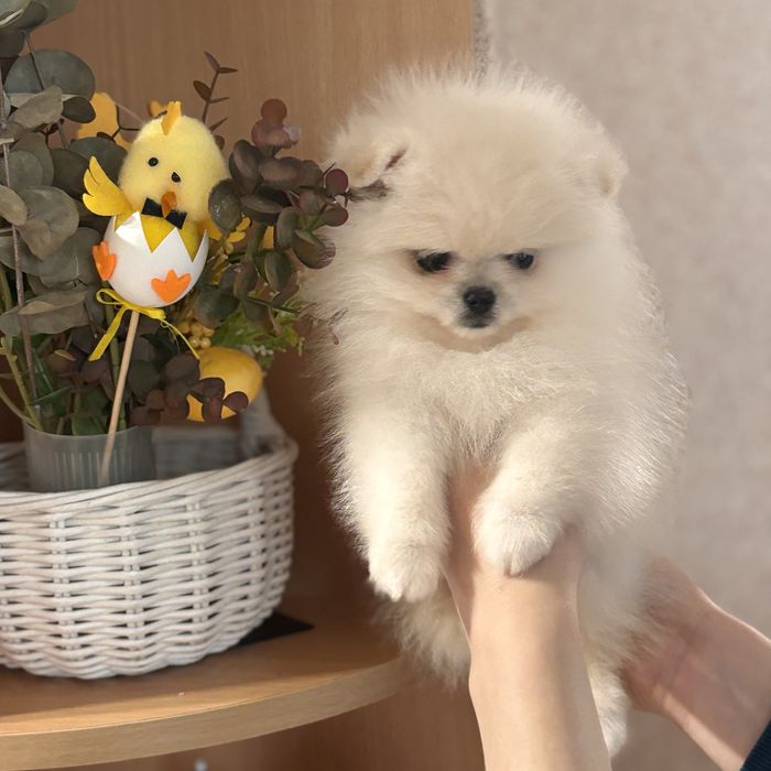 лялькова дівчинка тип ведмедик