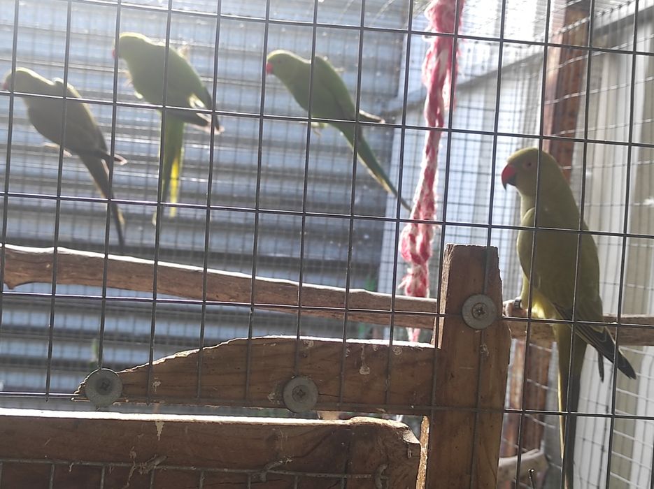 Ring Necks (vários)